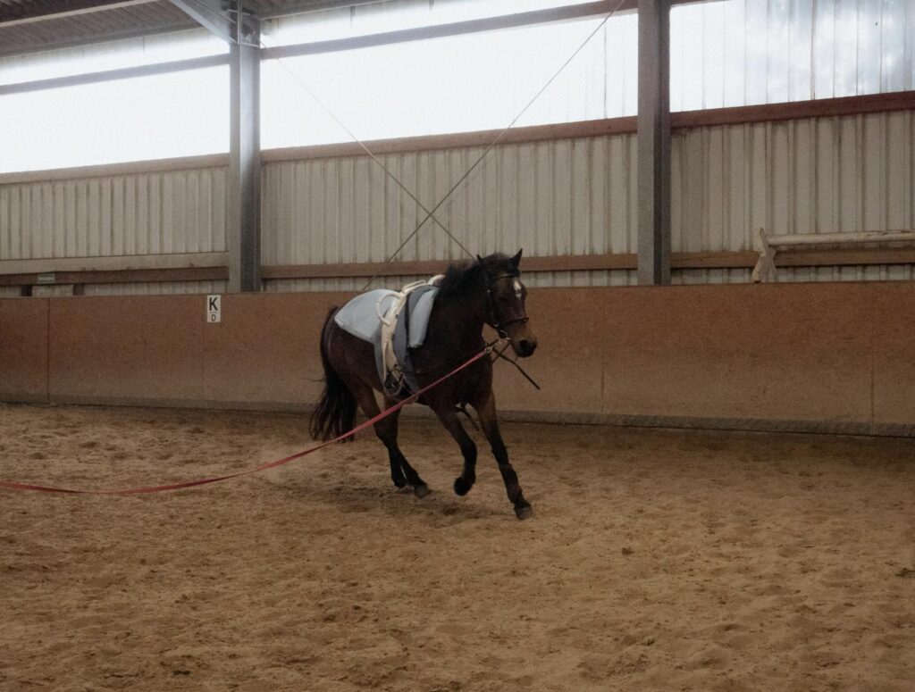 This photo shows a horse walking calmly on a clean level arena surface