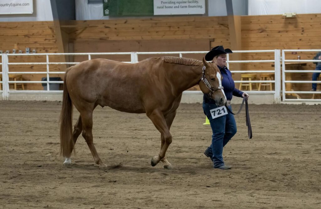 This photo shows a rider calmly walking a horse in a small enclosed arena with smooth ground texture.
