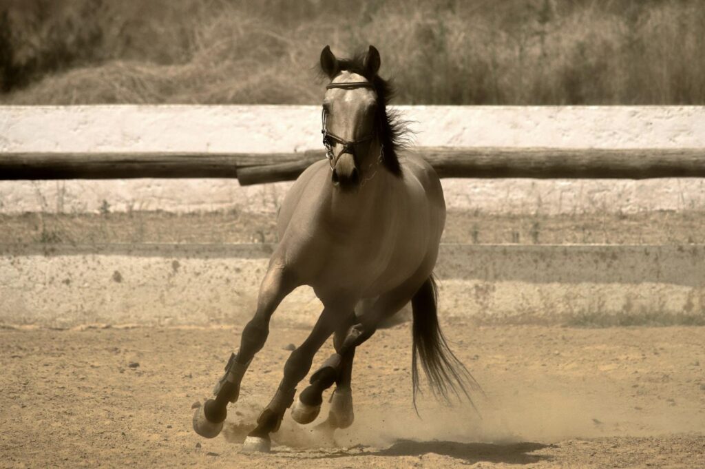 This photo shows a horse making a smooth turn on even ground in an open riding arena.
