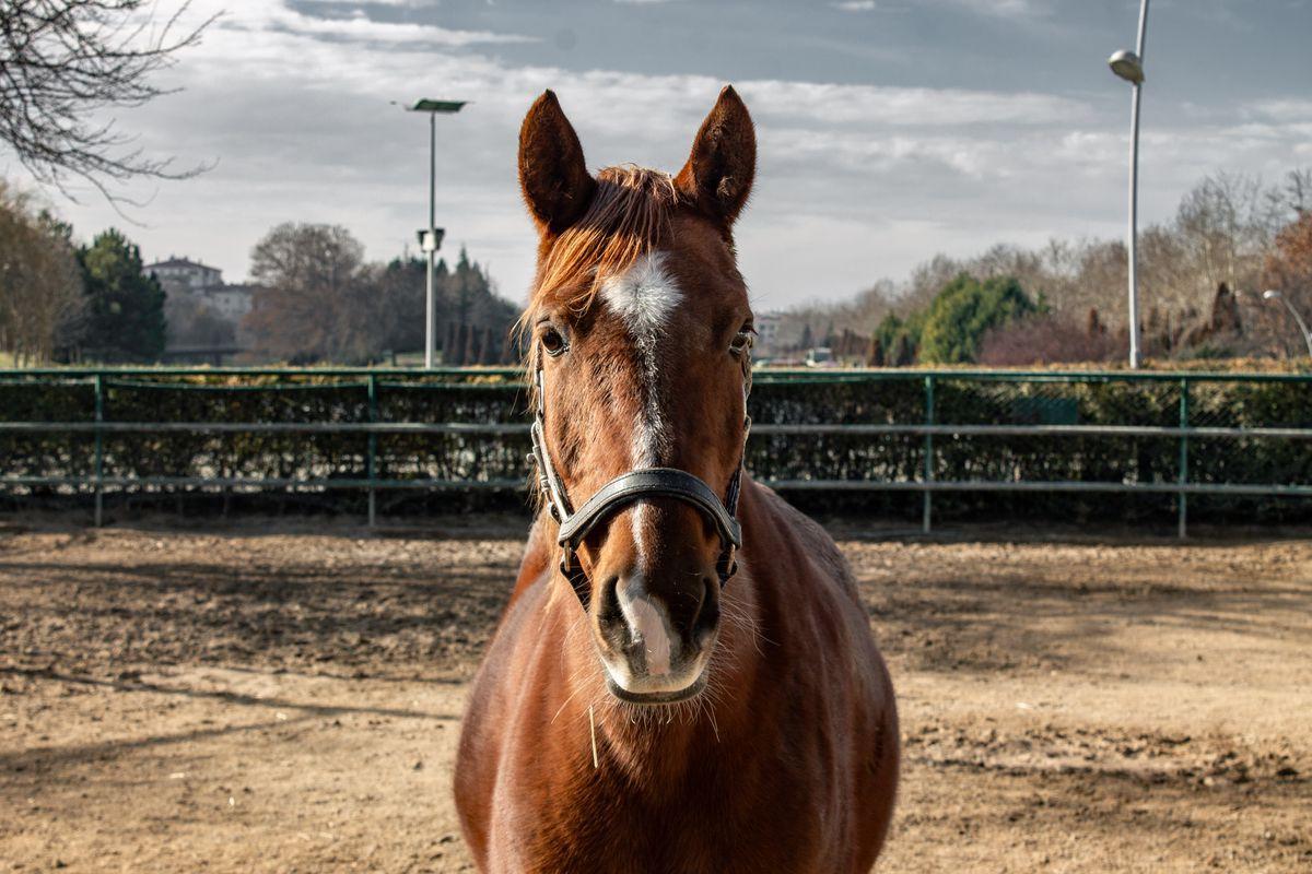 Close-up of a horse galloping on sandy arena footing